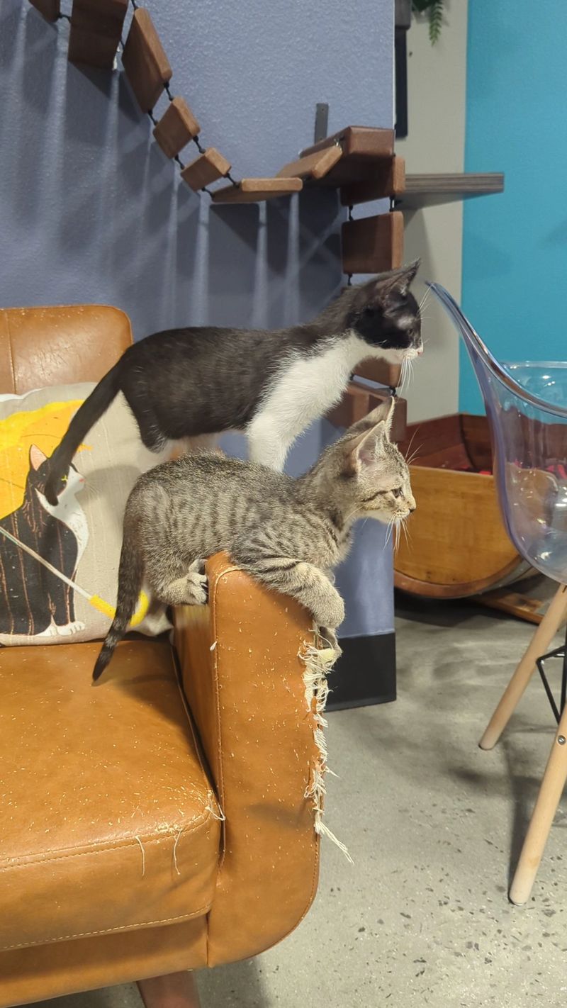 Every Cat In The Room Is Up For Adoption
