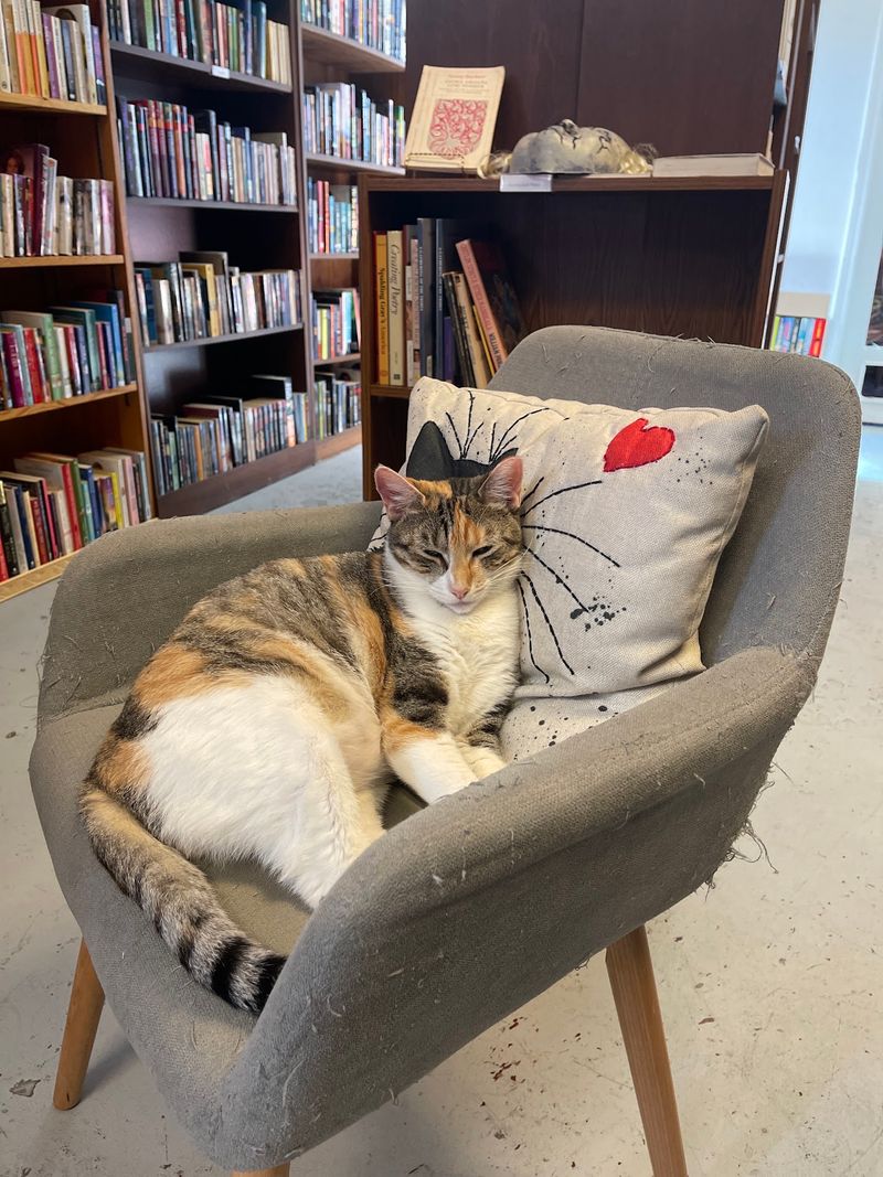 Every Cat Is Ready For A Forever Home