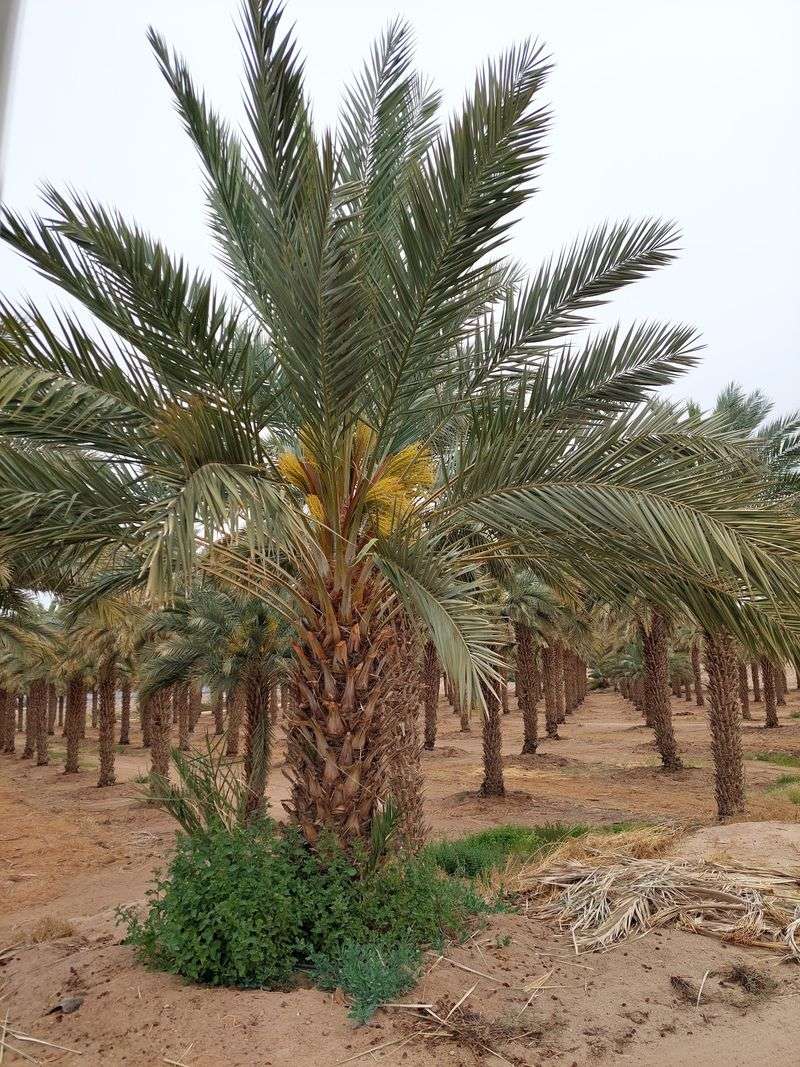 Every Tree Gets Touched About 25 Times