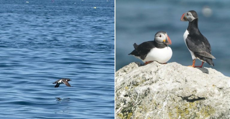 Everything You Need To Know About Seeing Puffins In Maine