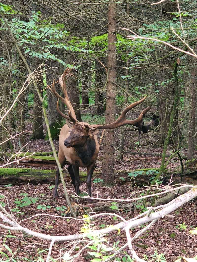 Wildlife Watching Including Elk and Eagles