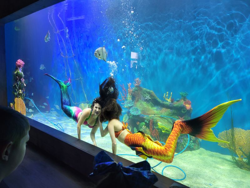 The Mermaid Show And Performance Details