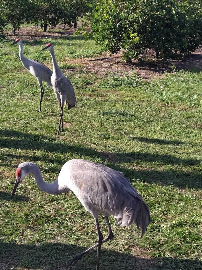 Exotic And Rescue Animals Across The Property