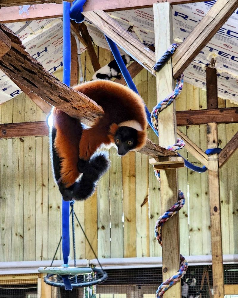 A Sanctuary Mission That Actually Makes A Difference