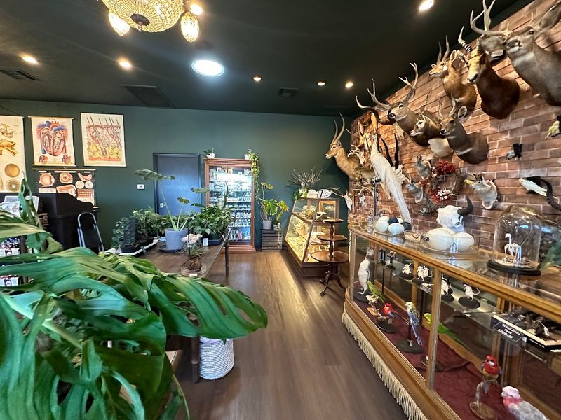 Exotic Plants Including Resurrection