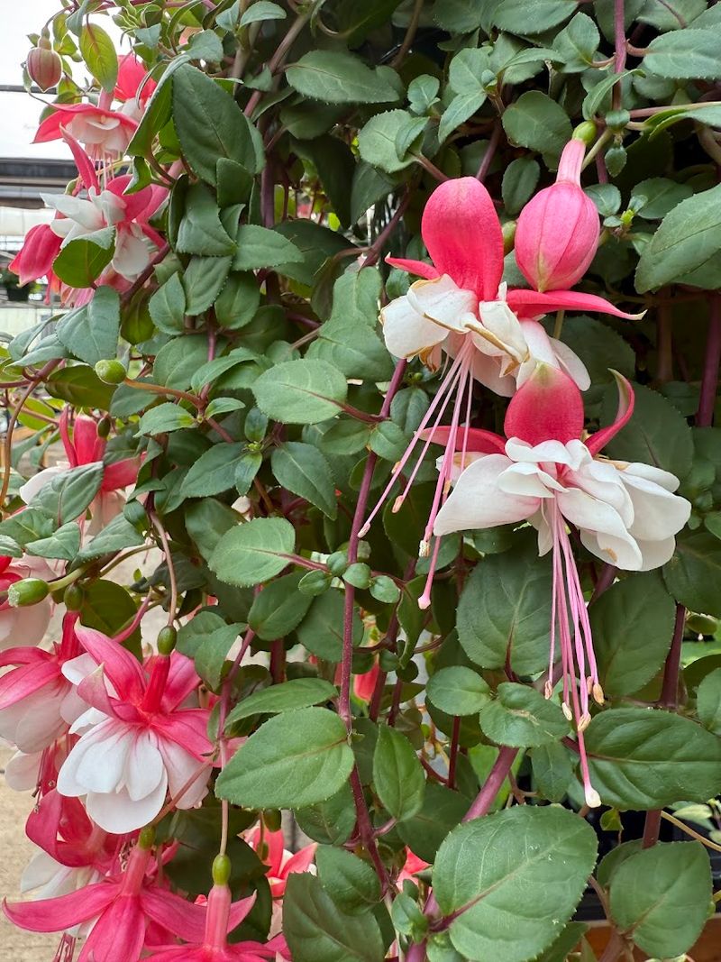 Vibrant Hanging Baskets Bursting With Color Above Walkways