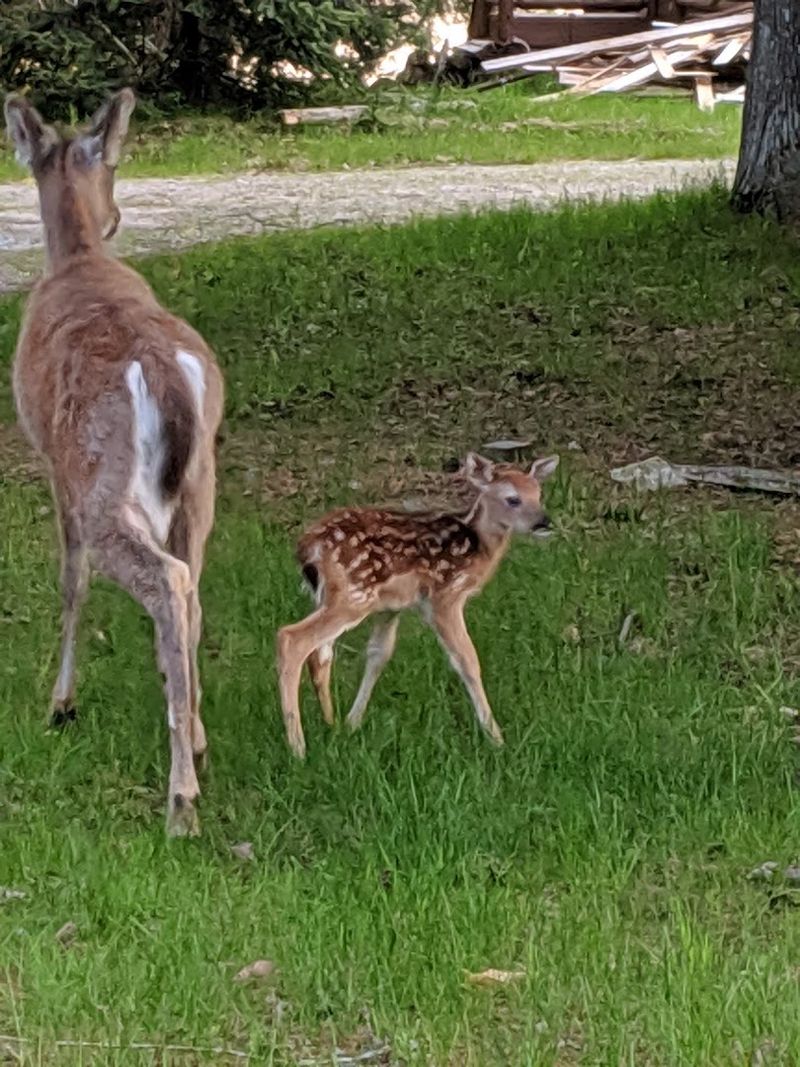 Expect Wildlife To Reward Your Patience