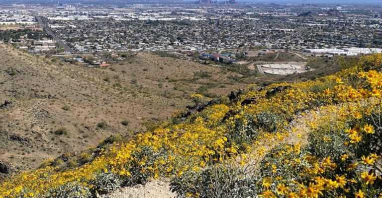 Experience Arizona’s Stunning Poppy Bloom Road Trip