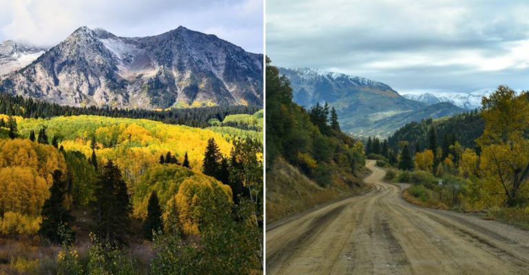 Experience Colorado’s Enchanting Wildflower Bloom Road Trip