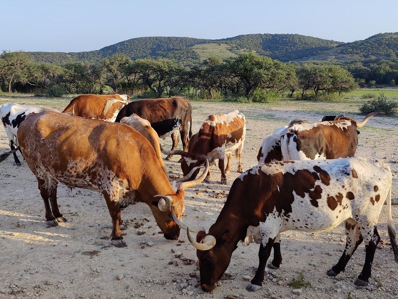 Experience Five Generations Of Genuine Texas Hospitality