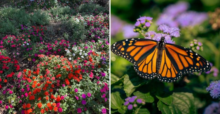 Experience The Magical Monarch Migration In Arkansas This Spring