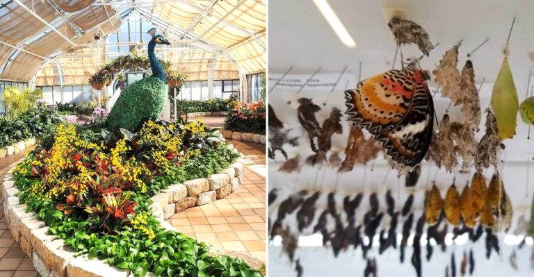 Experience The Magic Of Hundreds Of Butterflies At This Warm Ohio Escape This March