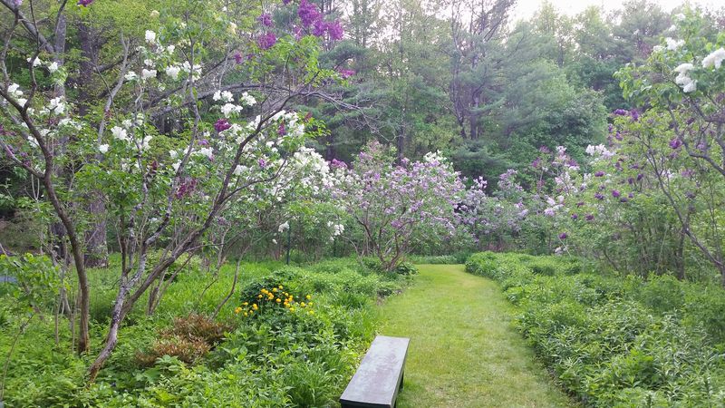 Explore A Historic Garden Filled With Old-Fashioned Lilacs