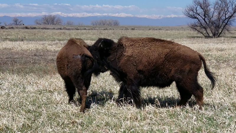 Walk the Boardwalks at Rocky Mountain Arsenal National Wildlife Refuge, Commerce City