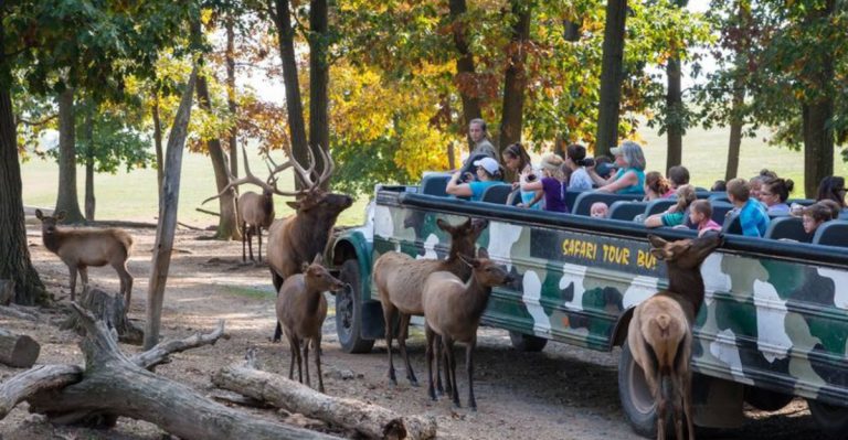 This Pennsylvania Safari Park Lets You Feed Giraffes And See Hundreds Of Animals Up Close
