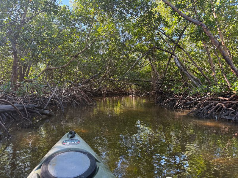 Kayak Through Mangrove Tunnels