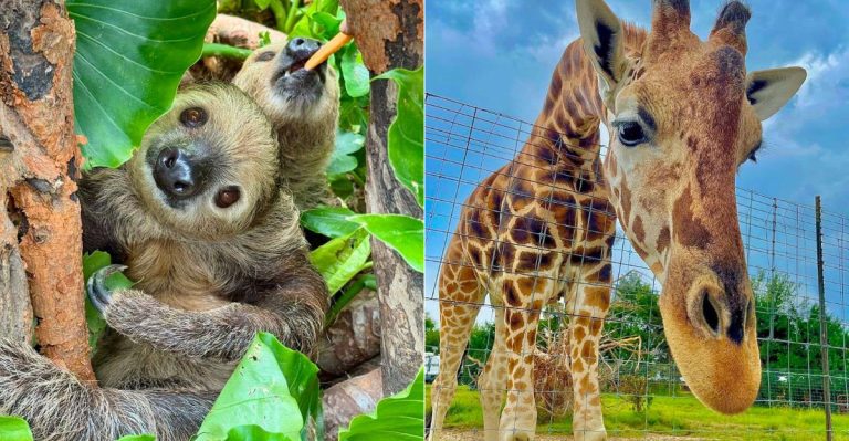 Explore Tennessee’s Safari Park And Get Close To Amazing Animals