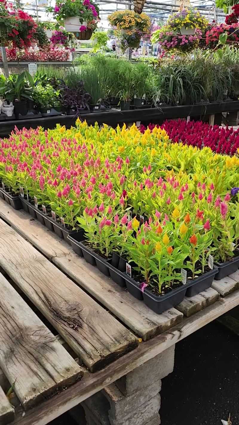 Explore The Greenhouse By Season