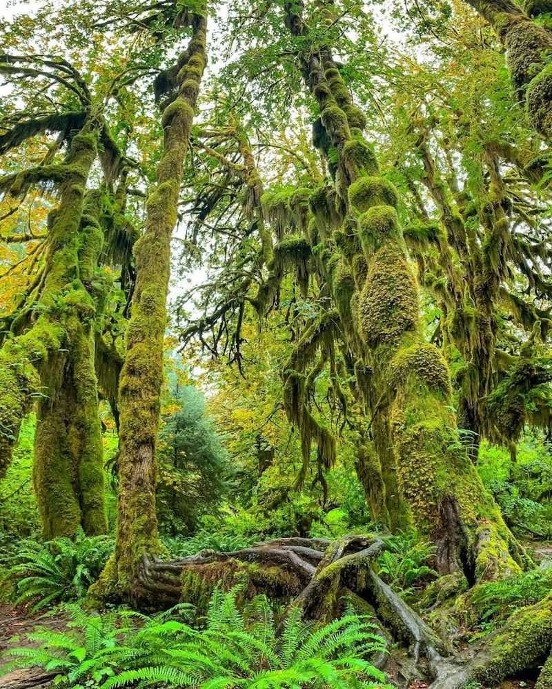 Explore The Mossy Trails Of The Hoh Rain Forest