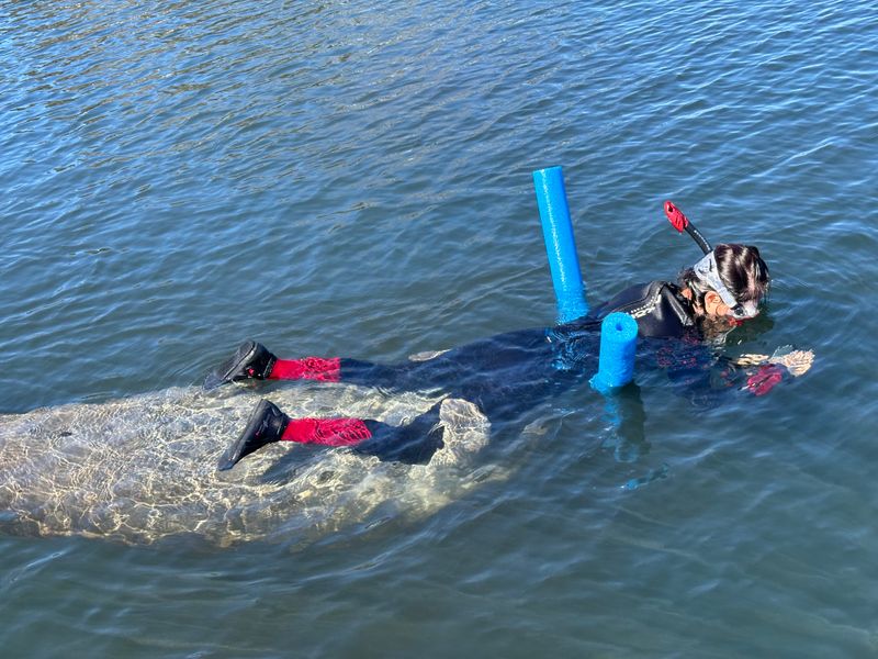 Swim with Wild Manatees in Crystal River
