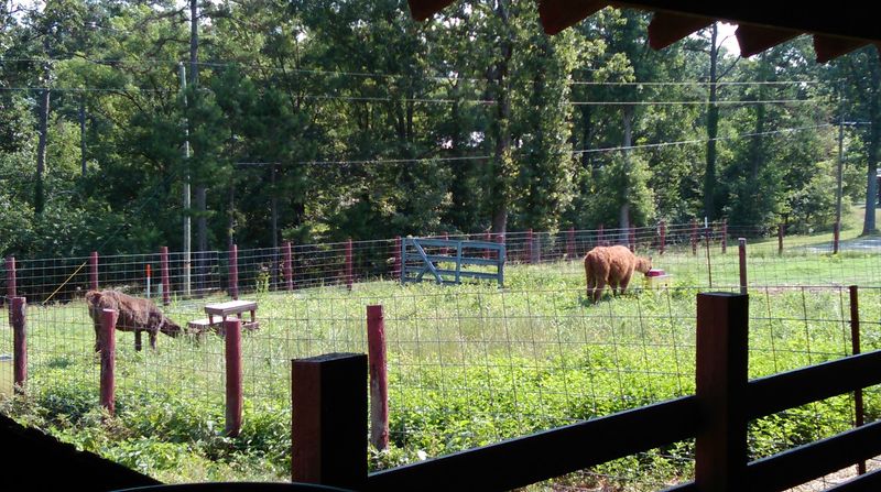 Immersing Yourself In Real Farm Life