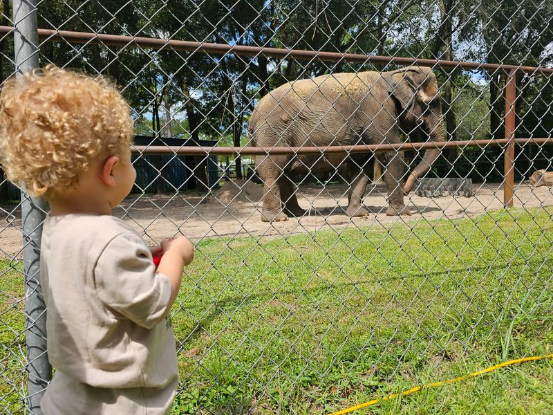Well-Cared-For Elephants Living in Spacious Conditions