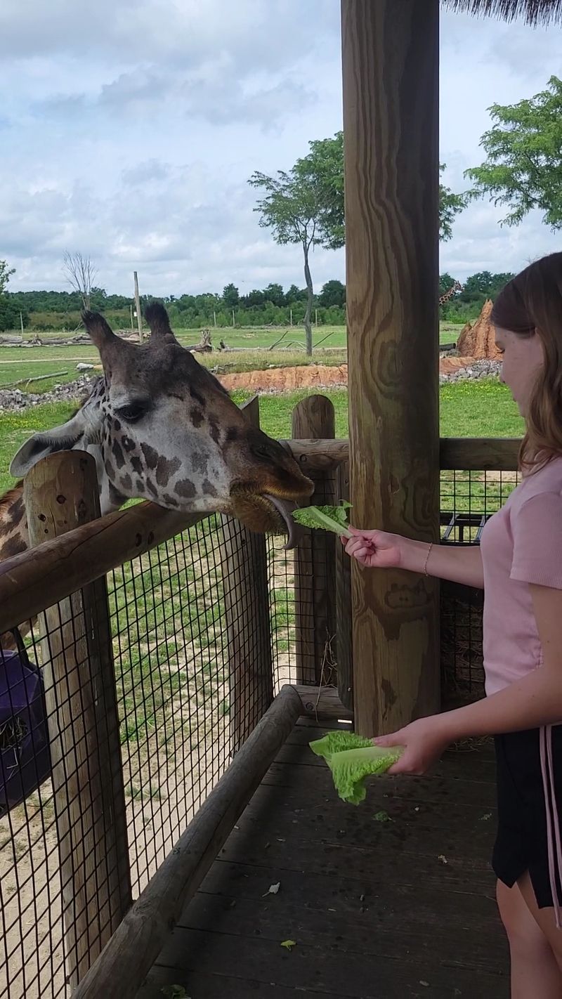 Eye-To-Eye With Giraffes Eye-To-Eye With Giraffes