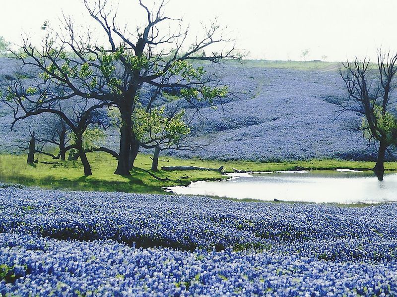 Ennis Bluebonnet Trails
