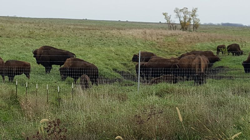 Midewin National Tallgrass Prairie, Wilmington