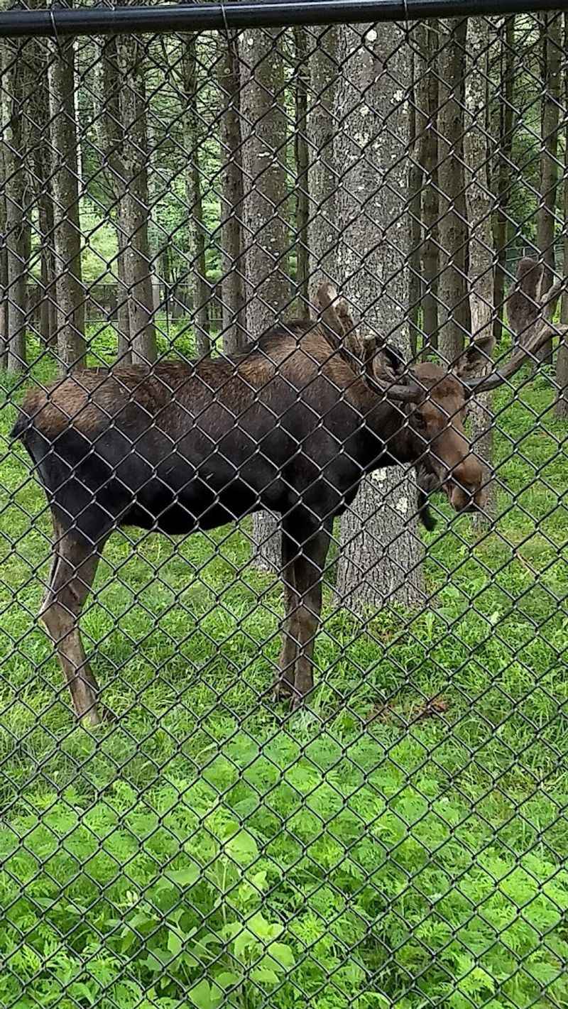 Face To Face With A Maine Moose