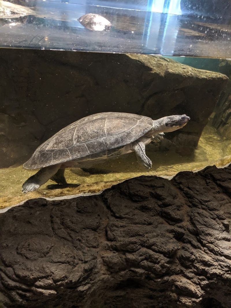 Aquarium Tunnels Beneath The Waves