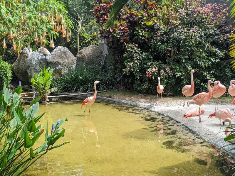 Sunken Gardens, St. Petersburg, FL