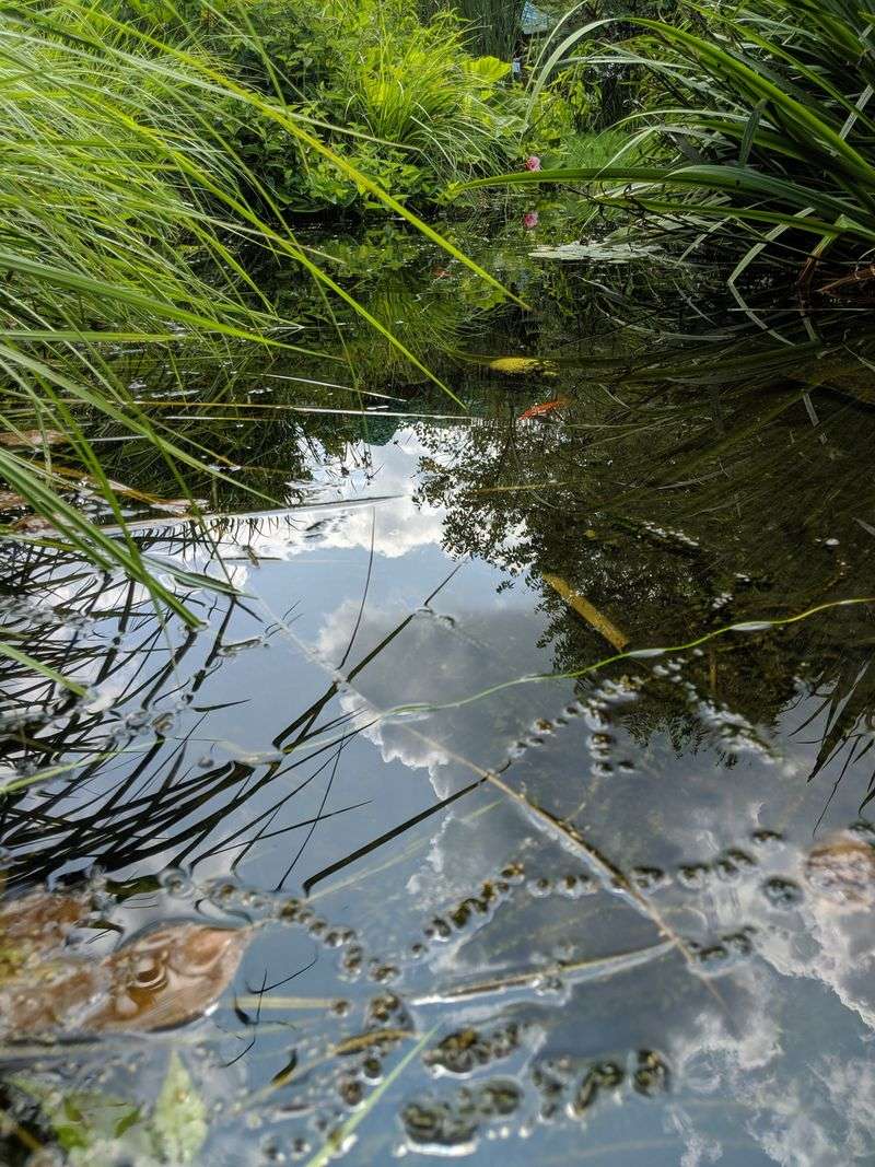 Frog Pond Discoveries