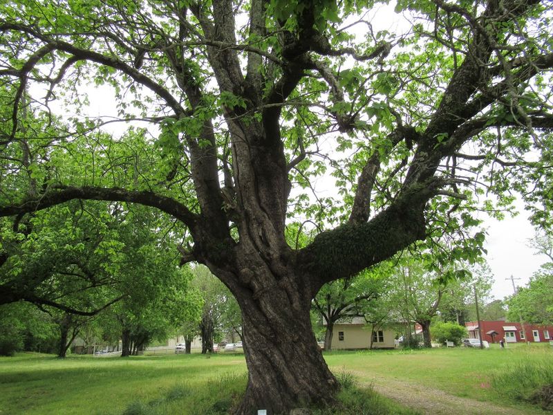 Seasonal Festivals That Recreate Frontier Customs And Community Spirit