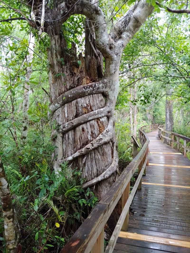 Fakahatchee Strand Preserve State Park Fakahatchee Strand Preserve State Park