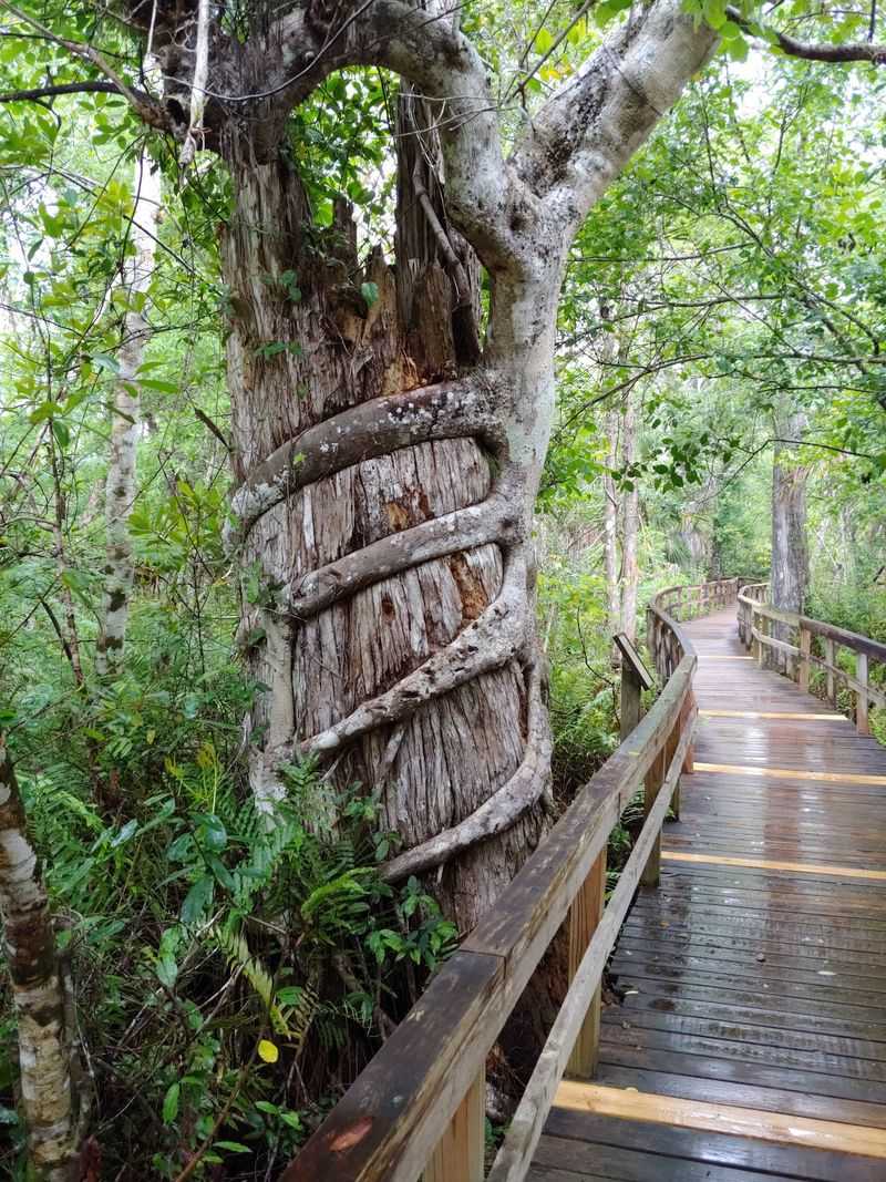 Fakahatchee Strand Preserve State Park, Copeland