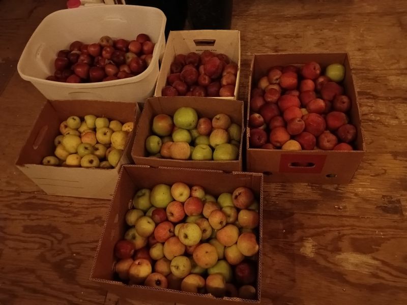 Fall Apples Are The Real Reason To Clear Your Trunk