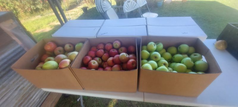 Fall Apples Pile Up Fast