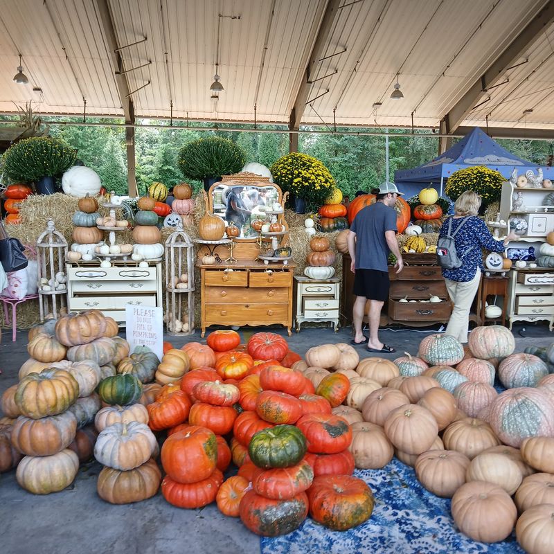 Fall Brings Pumpkins And Cozy Vibes Fall Brings Pumpkins And Cozy Vibes