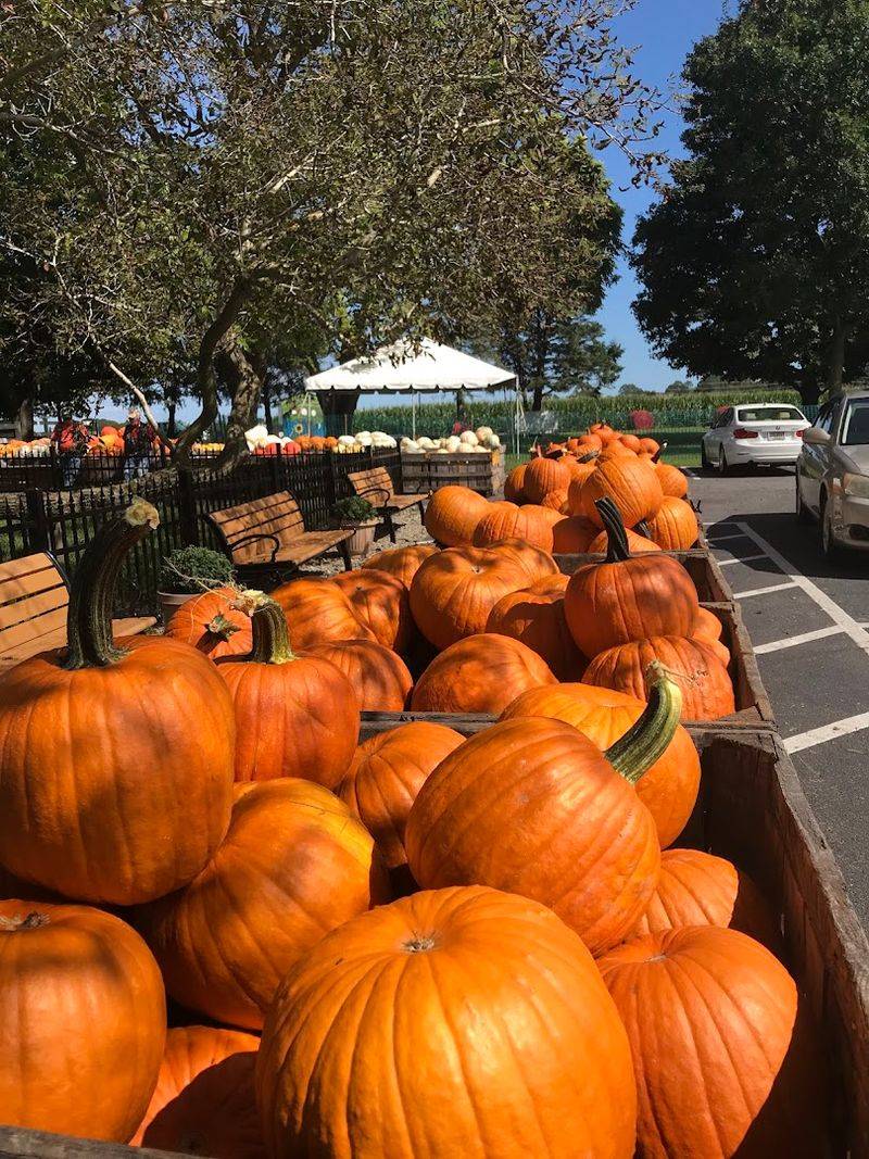  Fall Festival Energy At Full Volume