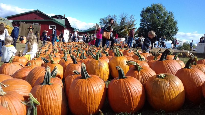 Fall Festival Energy That Lasts All Season Long