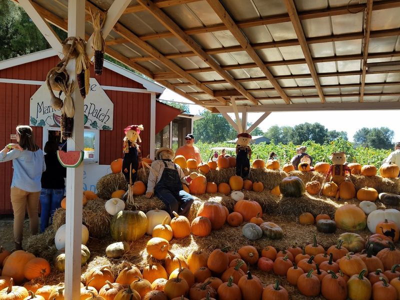 Fall Festival Fun That Turns The Patch Into A Whole Experience Fall Festival Fun That Turns The Patch Into A Whole Experience