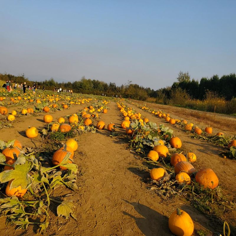 Fall Festivities For The Whole Family