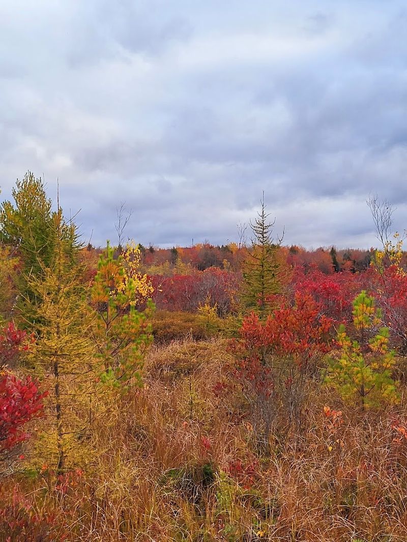 Fall Foliage Adds A Whole New Layer To The Experience Fall Foliage Adds A Whole New Layer To The Experience