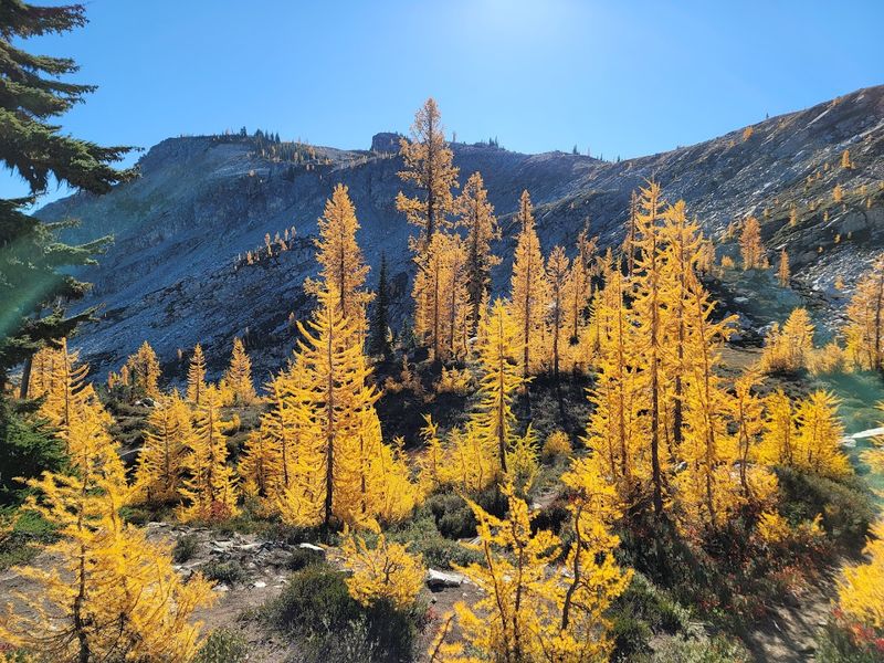 Fall Foliage And the Famous Alpine Larches