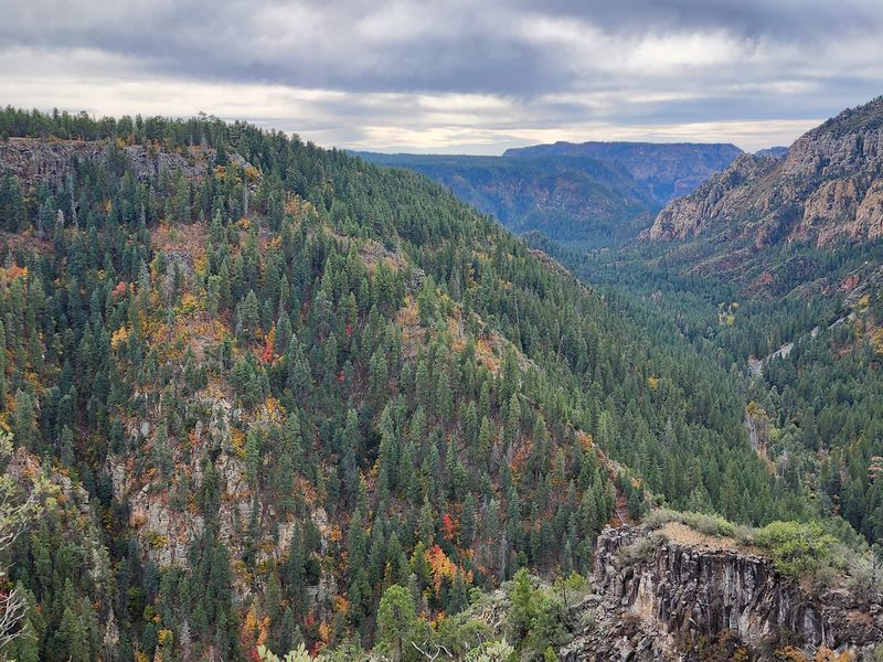 Fall Foliage and Seasonal Color