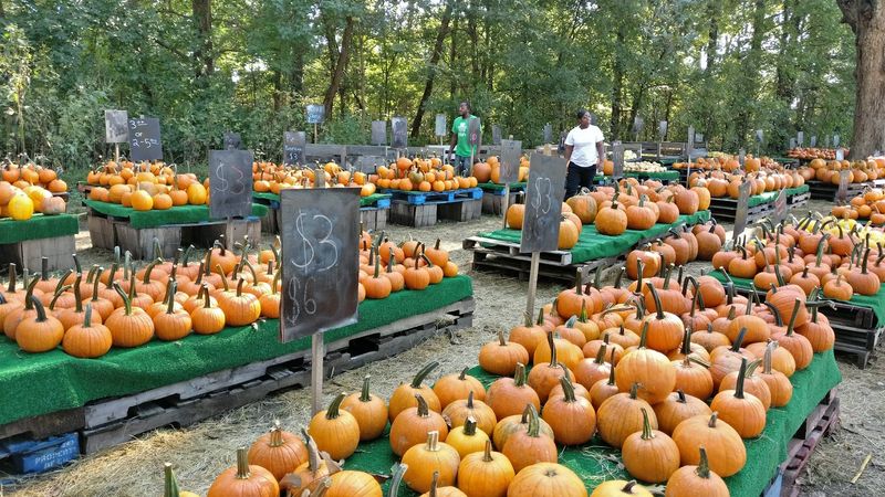 Fall Fun And Farm-Tastic Seasonal Activities
