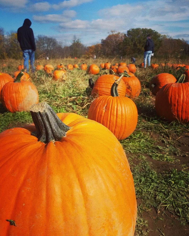 Fall Hayrides, Pumpkins, And The Corn Maze
