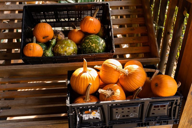 Fall Produce Keeps Showing Up After Summer Waves Goodbye