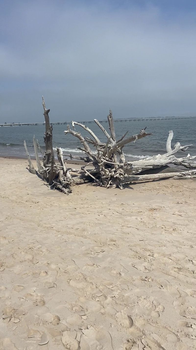 Big Talbot Island State Park / Boneyard Beach – Jacksonville area